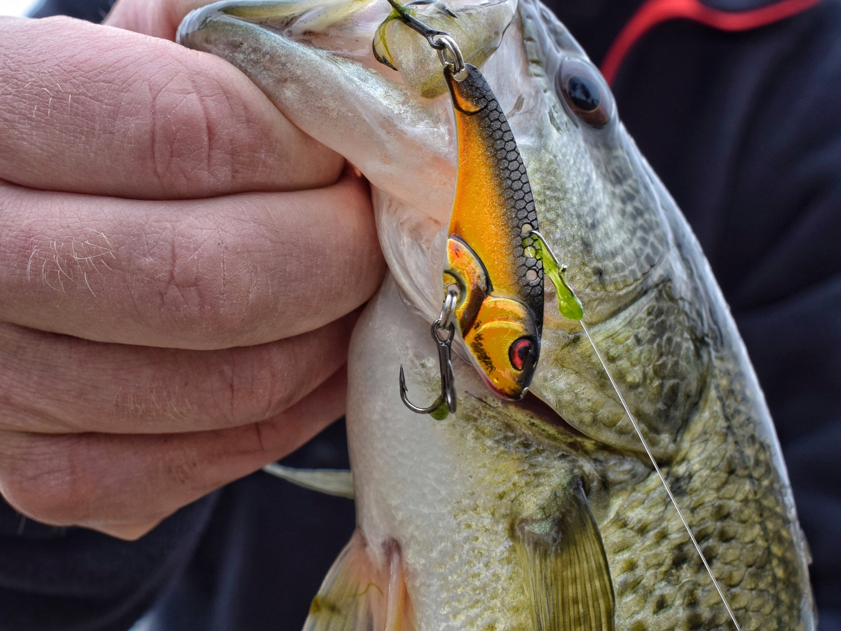 The Best Blade Baits for Winter Bass